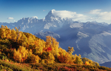 Blooming rhododendron flowers in Caucasus mountains. Upper Svane