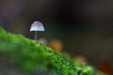 White mushroom
