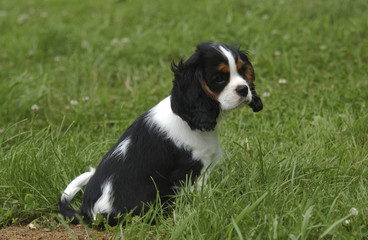Chien / race Cavalier King Charles