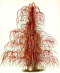 Illustration botanique / Amaranthus tricolor / Amarante tricolore