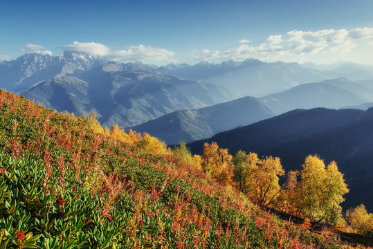 Blooming rhododendron flowers in Caucasus mountains. Upper Svane
