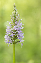 Dactylorhiza fuchsii / Dactylorhize de Fuchs