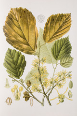 Illustration botanique / Hamamelis virginiana / Hamamélis de Virginie