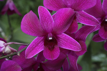 Dendrobium x