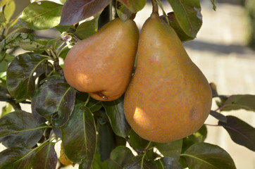 Pyrus communis / Poire 'Beurré Durondeau'