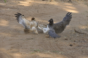 Combat entre Aigle martial et Aigle ravisseur