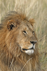 Obraz na płótnie Canvas Panthera leo / Lion