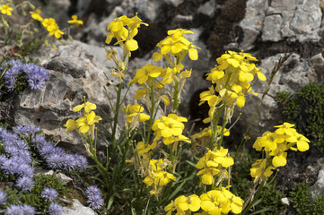 Erysimum cheiri / Giroflée ravenelle