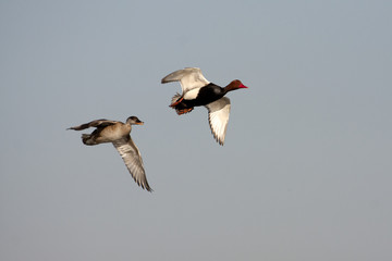 Male and female Red-crested pochard flying. Netta rufina