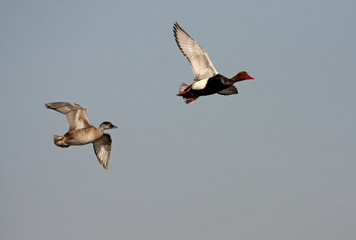 Male and female Red-crested pochard flying. Netta rufina