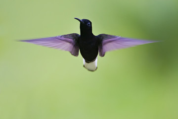 Black jacobin (Florisuga fusca) flying against clean background, Itanhaem, Brazil
