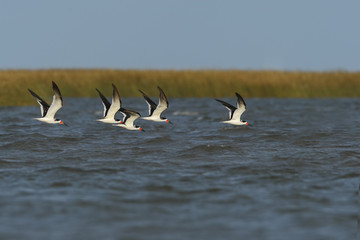 Black skimmer (Rynchops niger) small flock above water, Bolivar Peninsula, Texas, USA - obrazy, fototapety, plakaty