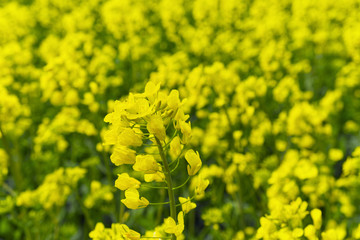 Obraz premium Yellow flower of rape growing. Rape field close up.