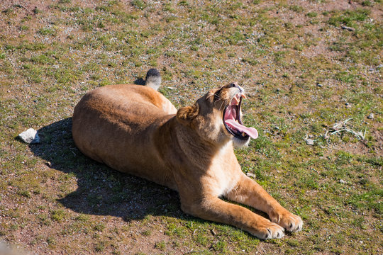 Lionne en train de bailler