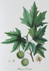 Illustration botanique / Platanus orientalis / Platane d'Orient - 136679225