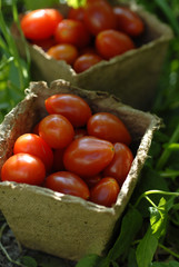 Lycopersicon esculentum / Tomate cerise
