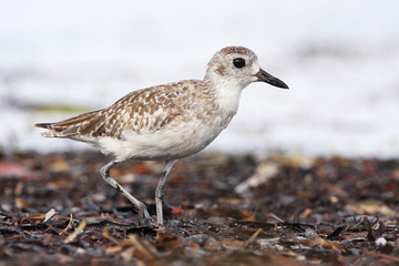 Black-bellied plover (Pluvialis squatarola) walking on beach, Curry Hammock State Park, Florida, USA 