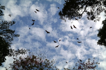 Bats flying in the sky between trees