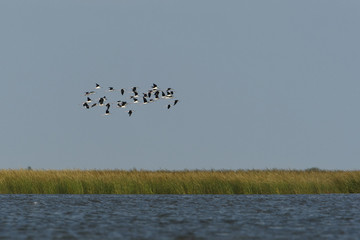 Black-necked stilt (Himantopus mexicanus) group flying, Bolivar Peninsula, Texas, USA