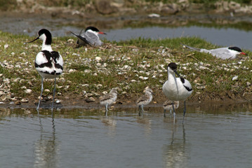 Recurvirostra avosetta / Avocette élégante
