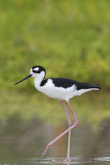 Black-necked stilt (Himantopus mexicanus) foraging in water, Cabo Rojo Salt Flats, Puerto Rico
