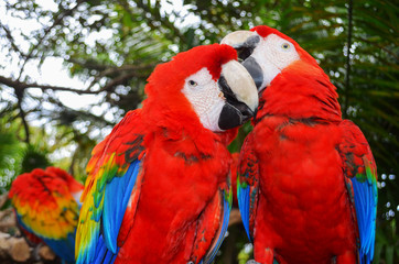Two bright macaw feathers clean beak