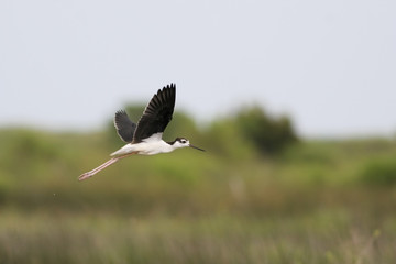 Black-necked stilt (Himantopus mexicanus) immature flying, Bolivar Peninsula, Texas, USA