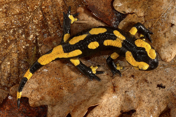 Salamandra salamandra / Salamandre tachetée  / Salamandre terrestre