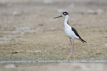 Black-necked Stilt (Himantopus mexicanus) foraging through water, Guanica Dry Forest, Puerto Rico