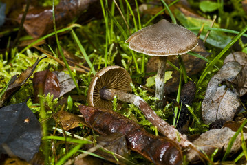Cortinarius decipiens / Cortinaire trompeur