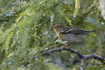 Blackpoll Warbler (Setophaga striata) foraging in bushes, Guanica Dry Forest, Puerto Rico