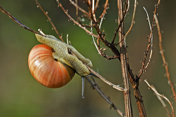 Cepaea hortensis / Escargot des jardins