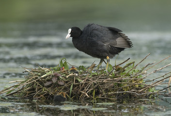 Fulica atra / Foulque macroule