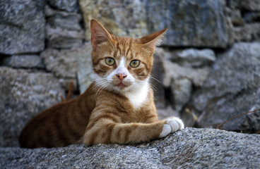 chat en Grèce