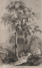 Illustration / Betula alba / Bouleau