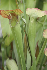 Sarracenia flava / Sarracénie jaune