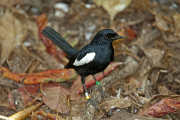 Copsychus sechellarum / Shama des Seychelles / Pie des Seychelles