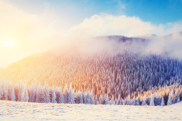 magical winter snow covered tree. Sunset in the Carpathians. Ukr