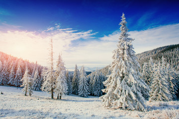 magical winter snow covered tree. Sunset in the Carpathians. Ukr