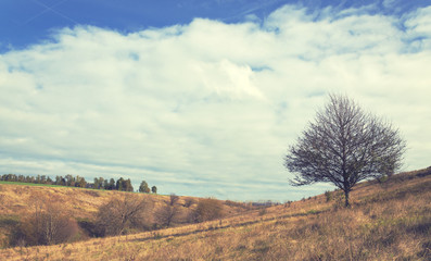 Autumn scene with lone tree