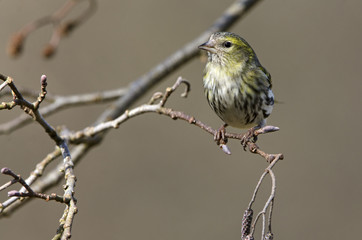 Carduelis spinus / Tarin des aulnes