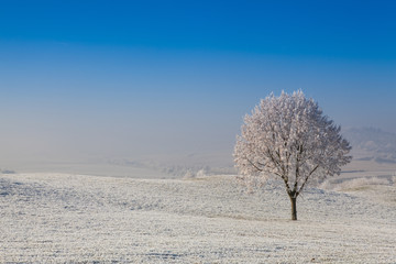 Snow and hoarfrost covered trees in the frosty morning.