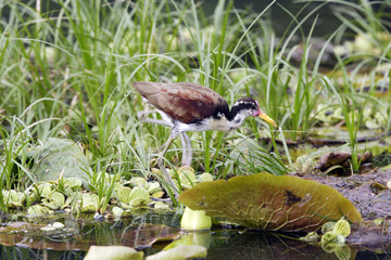 Jacana jacana / Jacana noir