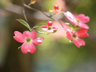 ハナミズキ　赤い花