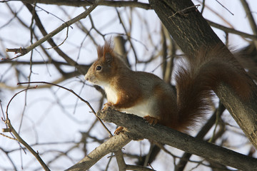 Sciurus vulgaris / Ecureuil roux