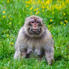 Mother macaque