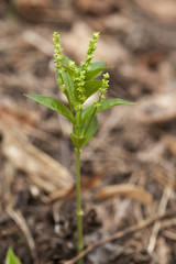 Mercurialis perennis / Mercuriale pérenne / Mercuriale vivace