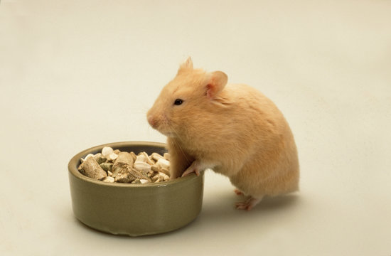 4 Best Hamster Dore Images Stock Photos Vectors Adobe Stock