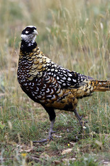 Syrmaticus reevesii / Faisan vénéré
