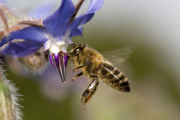 Abeille domestique sur Bourrache officinale